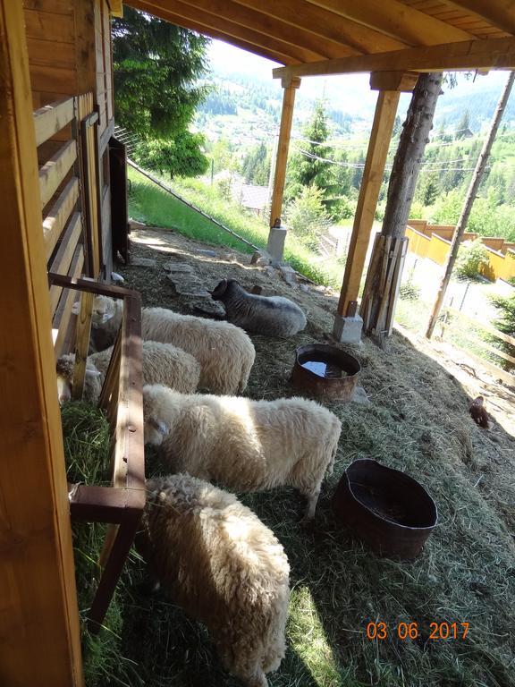 Hotel Alpenhof Pansion à Slavsko Extérieur photo
